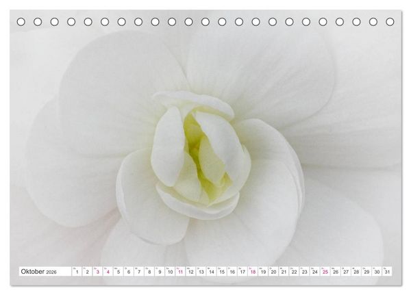 Produktbild: Traumbl&uuml;ten in Wei&szlig; (Tischkalender 2026 DIN A5 quer), CALVENDO Monatskalender