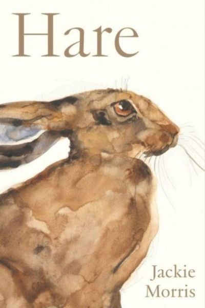 Produktbild: Accordion Book: Hare