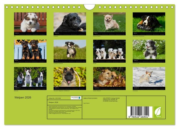 Produktbild: Welpen 2026 (Wandkalender 2026 DIN A4 quer), CALVENDO Monatskalender