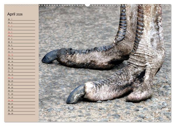 Produktbild: Vogel Strau&szlig;. Imposanter Riese und L&auml;ufer (hochwertiger Premium Wandkalender 2026 DIN A2 quer), Kunstdruck in Hochglanz