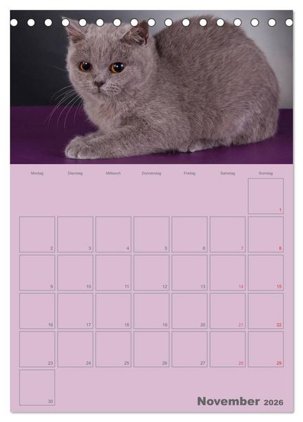 Produktbild: Britisch Kurzhaar Katzen - Planer (Tischkalender 2026 DIN A5 hoch), CALVENDO Monatskalender