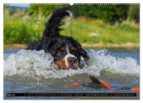 Produktbild: Berner Sennenhunde in Action (Wandkalender 2026 DIN A2 quer), CALVENDO Monatskalender