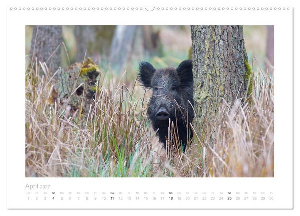Produktbild: Wildschweine &ndash; Wildlife Fotografien (Wandkalender 2027 DIN A2 quer), CALVENDO Monatskalender