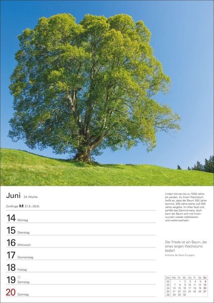 Produktbild: B&auml;ume Wochenplaner 2027 - 53 stimmungsvolle Fotografien