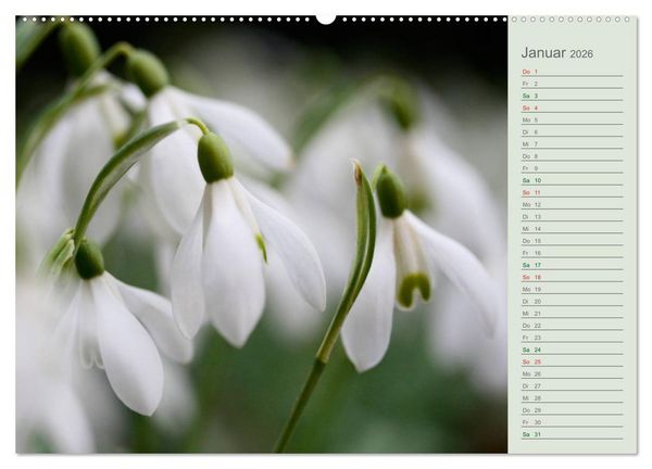 Produktbild: Liebenswerte Gl&ouml;ckchen (Wandkalender 2026 DIN A2 quer), CALVENDO Monatskalender