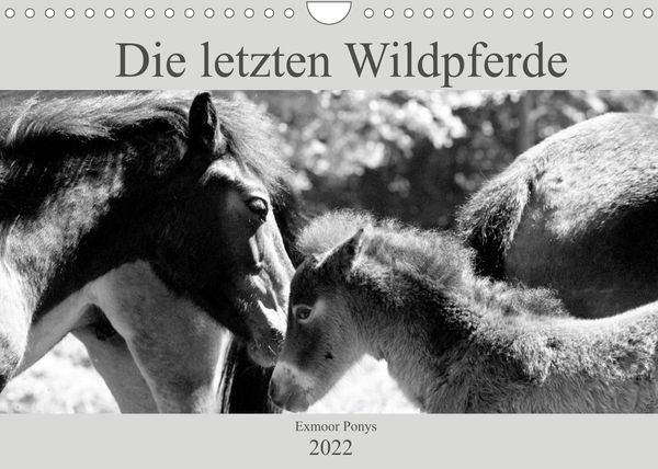 Produktbild: Die letzten Wildpferde Exmoor Ponys (Wandkalender 2022 DIN A4 quer)