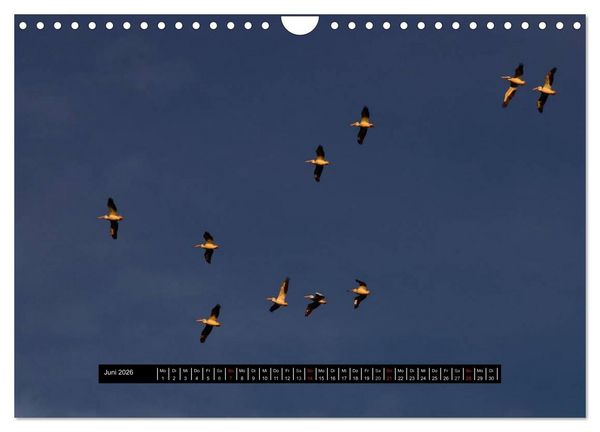Produktbild: Florida Impressionen (Wandkalender 2026 DIN A4 quer), CALVENDO Monatskalender