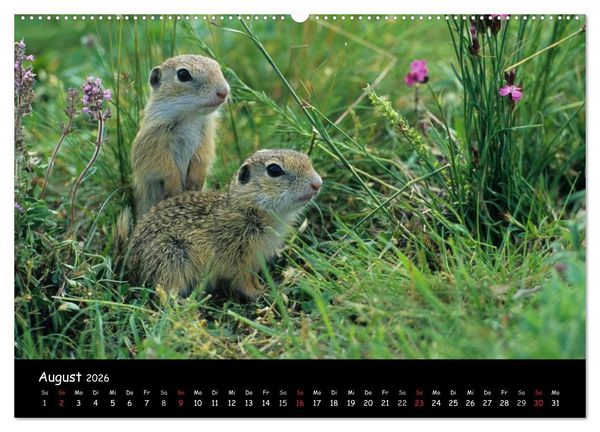 Produktbild: Naturjuwelen - Neusiedler See (Wandkalender 2026 DIN A2 quer), CALVENDO Monatskalender
