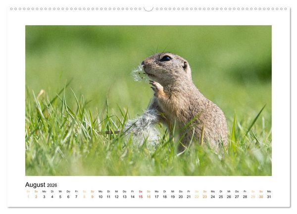 Produktbild: Wiener Tierwelt (Wandkalender 2026 DIN A2 quer), CALVENDO Monatskalender