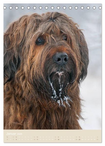Produktbild: Briard-Gesichter (Tischkalender 2026 DIN A5 hoch), CALVENDO Monatskalender