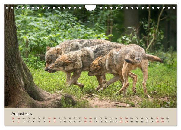 Produktbild: Wolfsrudel (Wandkalender 2026 DIN A4 quer), CALVENDO Monatskalender