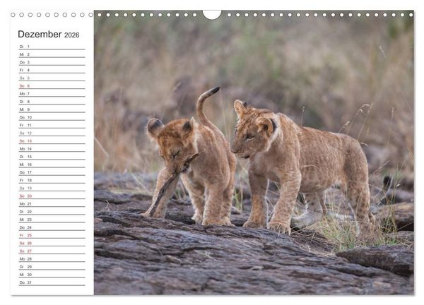 Produktbild: Emotionale Momente: L&ouml;wenbabys - so s&uuml;&szlig;. (Wandkalender 2026 DIN A3 quer), CALVENDO Monatskalender