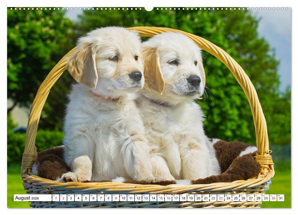 Produktbild: Goldige Herzensbrecher - Golden Retriever Welpen (hochwertiger Premium Wandkalender 2026 DIN A2 quer), Kunstdruck in Hochglanz