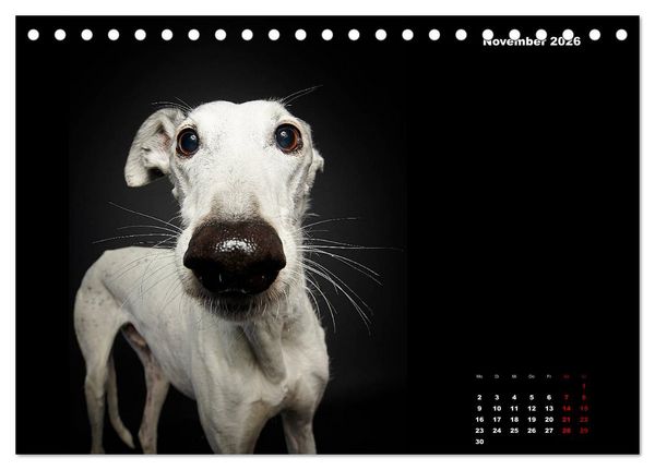 Produktbild: Die Stimme der Windhunde (Tischkalender 2026 DIN A5 quer), CALVENDO Monatskalender