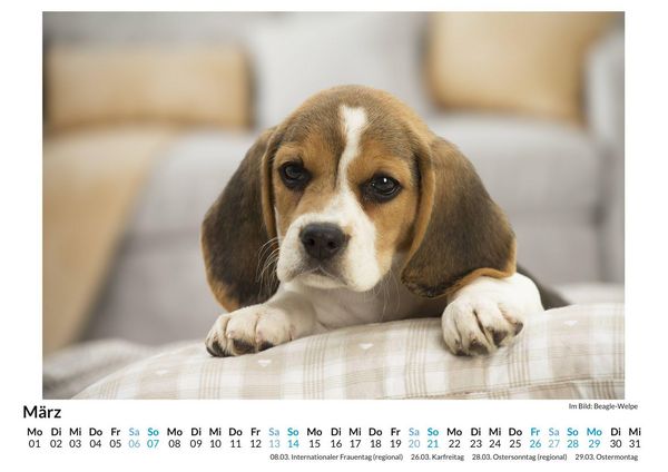 Produktbild: Beagle