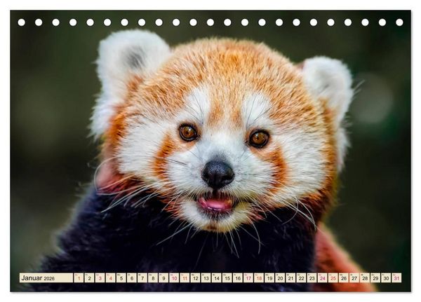 Produktbild: Kleiner Panda (Tischkalender 2026 DIN A5 quer), CALVENDO Monatskalender