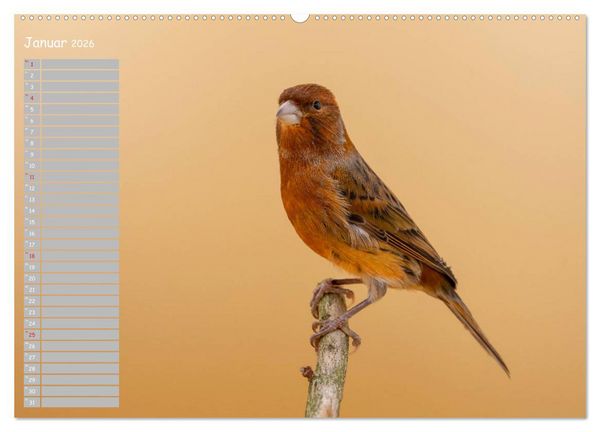 Produktbild: Kanarienv&ouml;gel - Bunte Welt (hochwertiger Premium Wandkalender 2026 DIN A2 quer), Kunstdruck in Hochglanz