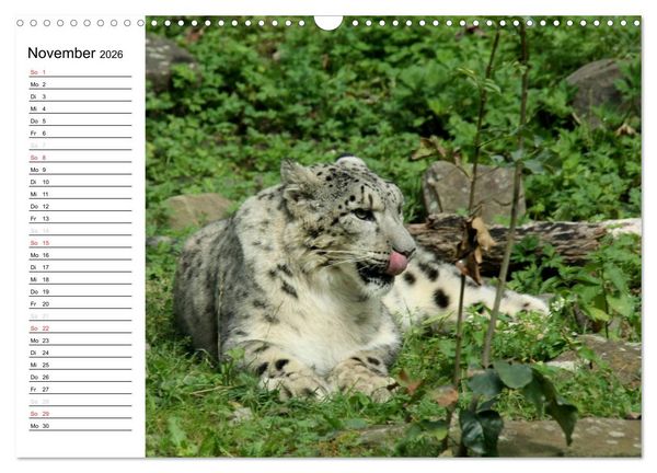 Produktbild: Der Schneeleopard (Wandkalender 2026 DIN A3 quer), CALVENDO Monatskalender