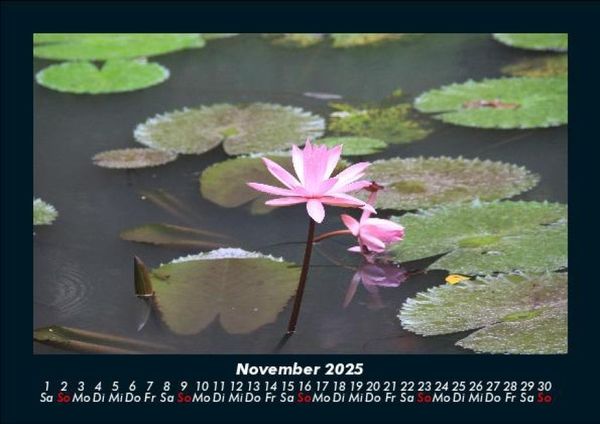 Produktbild: Rosen-Kalender 2025 Fotokalender DIN A5