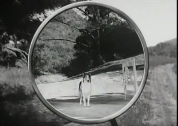 Produktbild: Lassie verschwindet