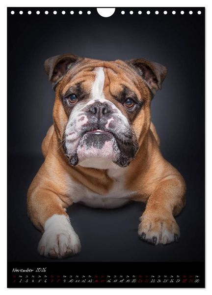 Produktbild: Hunde-Augen-Blicke (Wandkalender 2026 DIN A4 hoch), CALVENDO Monatskalender