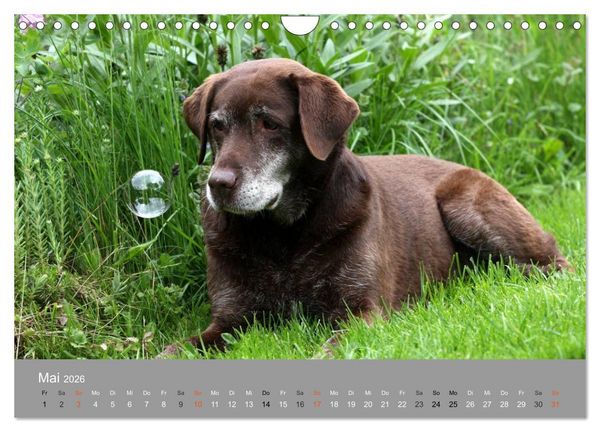 Produktbild: Graue Schnuten - Hunde in den besten Jahren (Wandkalender 2026 DIN A4 quer), CALVENDO Monatskalender