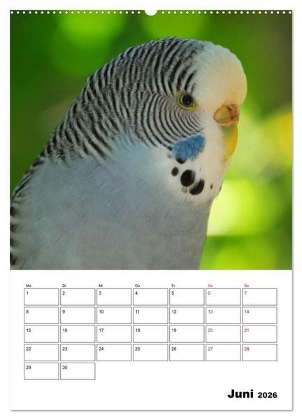 Produktbild: Der Wellensittich - mein bester Freund (hochwertiger Premium Wandkalender 2026 DIN A2 hoch), Kunstdruck in Hochglanz