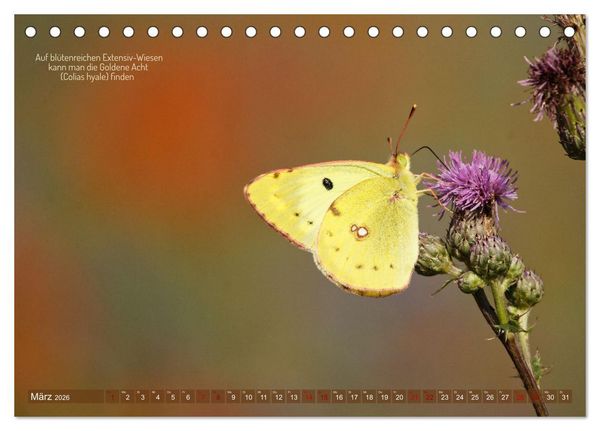 Produktbild: Frankens Insekten (Tischkalender 2026 DIN A5 quer), CALVENDO Monatskalender