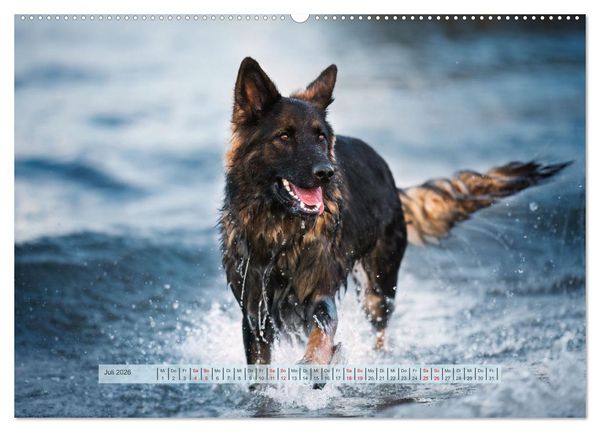 Produktbild: H&uuml;tehunde - H&uuml;ter der Herzen (hochwertiger Premium Wandkalender 2026 DIN A2 quer), Kunstdruck in Hochglanz
