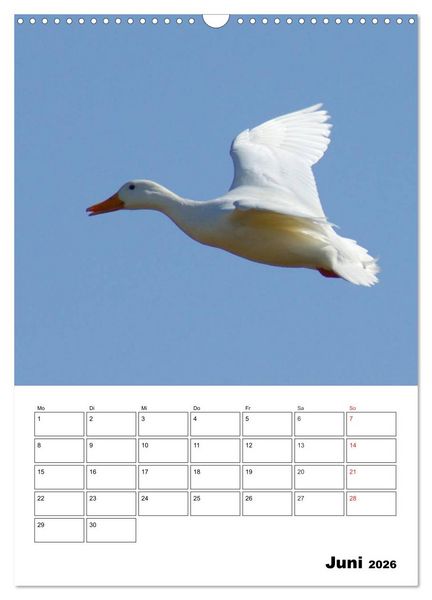 Produktbild: Liebenswerte Enten (Wandkalender 2026 DIN A3 hoch), CALVENDO Monatskalender