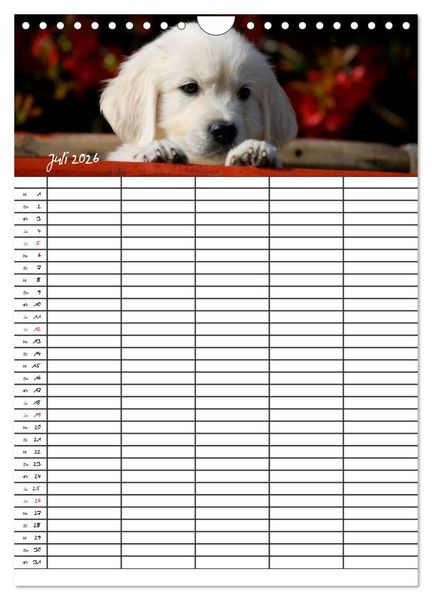 Produktbild: Familienplaner: Golden Retriever Welpen (Wandkalender 2026 DIN A4 hoch), CALVENDO Monatskalender