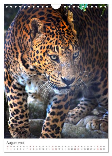 Produktbild: Leoparden - Die Beute im Visier. (Wandkalender 2026 DIN A4 hoch), CALVENDO Monatskalender