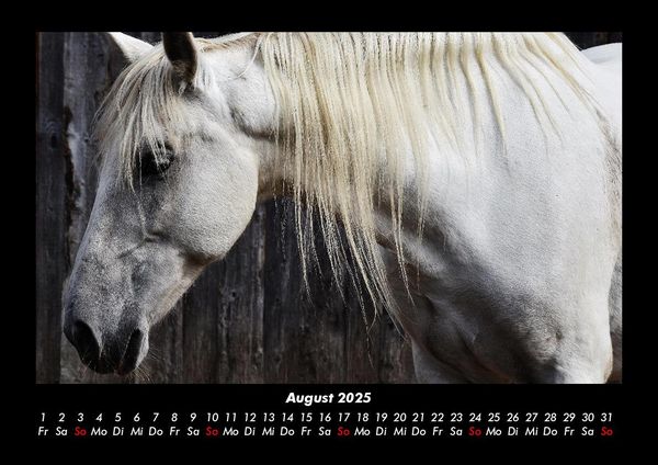 Produktbild: Pferdegefl&uuml;ster 2025 Fotokalender DIN A3