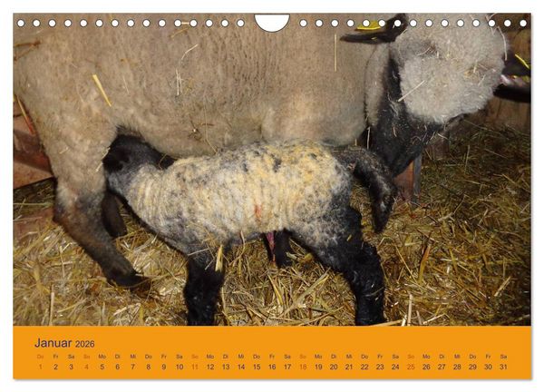 Produktbild: Shropshire Schafe (Wandkalender 2026 DIN A4 quer), CALVENDO Monatskalender
