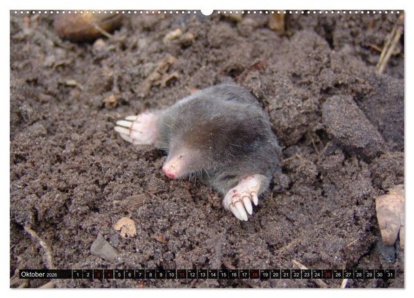 Produktbild: Abneigung und Ekel. Die unbeliebtesten Tiere (Wandkalender 2026 DIN A2 quer), CALVENDO Monatskalender