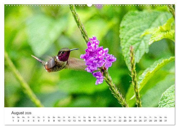 Produktbild: Costa Rica - exotische Tierwelt und unber&uuml;hrte Natur (Wandkalender 2026 DIN A2 quer), CALVENDO Monatskalender