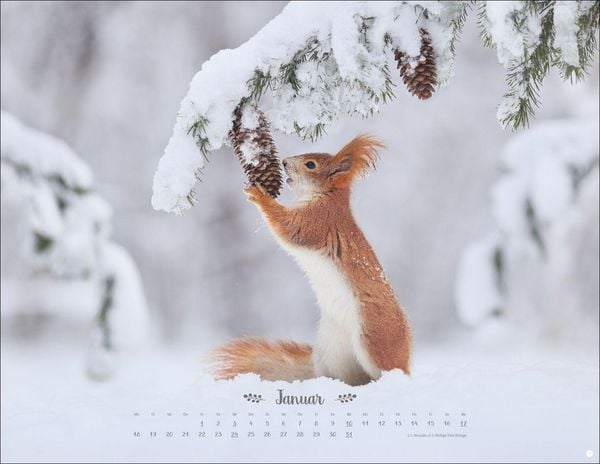 Produktbild: Vadim Trunov: M&auml;rchenhaftes Waldleben Posterkalender 2027