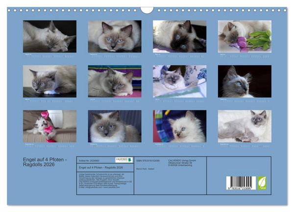 Produktbild: Engel auf 4 Pfoten - Ragdolls 2026 (Wandkalender 2026 DIN A3 quer), CALVENDO Monatskalender
