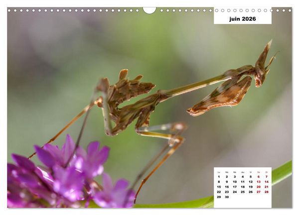 Produktbild: Les habitants de Lesbos Ile des cyclades (Calendrier mural 2026 DIN A3 vertical), CALVENDO calendrier mensuel