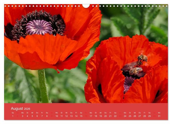 Produktbild: Fauna trifft Flora - Tierischer Besuch im Pflanzenreich (Wandkalender 2026 DIN A3 quer), CALVENDO Monatskalender