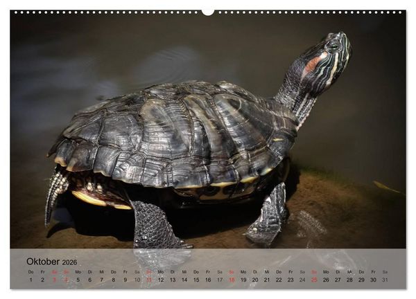 Produktbild: Reptilien Schlangen, Echsen und Co. (hochwertiger Premium Wandkalender 2026 DIN A2 quer), Kunstdruck in Hochglanz