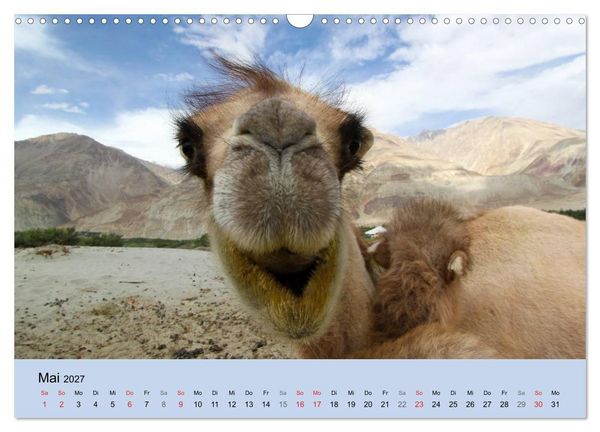 Produktbild: Kamel Portr&auml;t (Wandkalender 2027 DIN A3 quer), CALVENDO Monatskalender