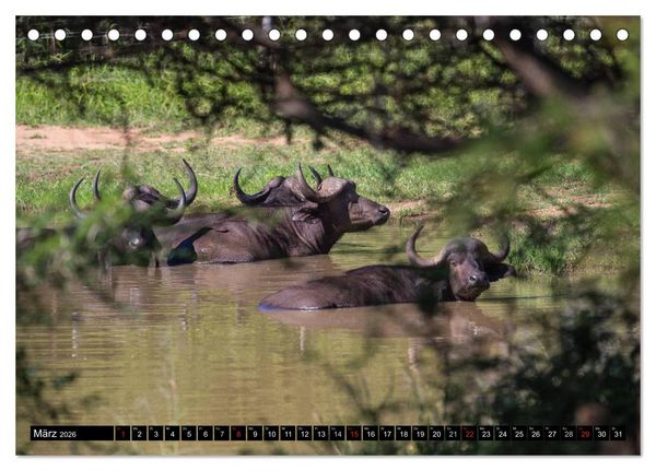 Produktbild: Afrikas wilde Tiere (Tischkalender 2026 DIN A5 quer), CALVENDO Monatskalender