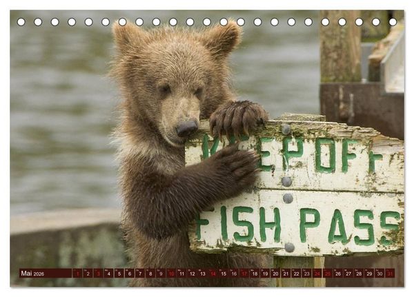 Produktbild: B&auml;ren. Unterwegs mit Meister Petz (Tischkalender 2026 DIN A5 quer), CALVENDO Monatskalender
