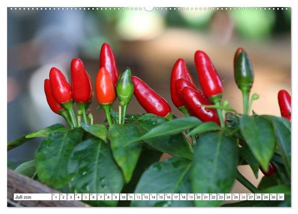 Produktbild: F&uuml;r Chili Liebhaber (Wandkalender 2026 DIN A2 quer), CALVENDO Monatskalender