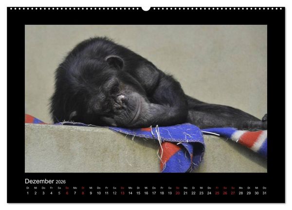Produktbild: Bitte nicht st&ouml;ren... hier tr&auml;umen Tiere (hochwertiger Premium Wandkalender 2026 DIN A2 quer), Kunstdruck in Hochglanz