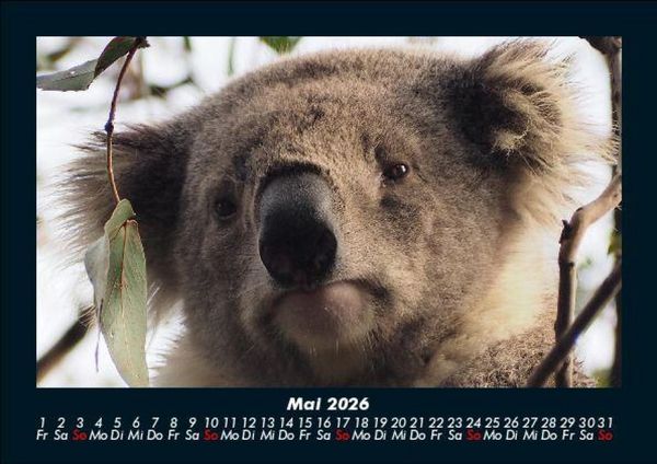 Produktbild: Koala 2026 Fotokalender DIN A5