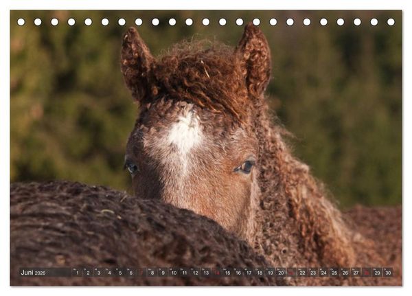 Produktbild: Fohlen - Lustige Pferdekinder (Tischkalender 2026 DIN A5 quer), CALVENDO Monatskalender