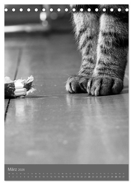 Produktbild: Sonja Heller Katzen in SW-Portraits (Tischkalender 2026 DIN A5 hoch), CALVENDO Monatskalender