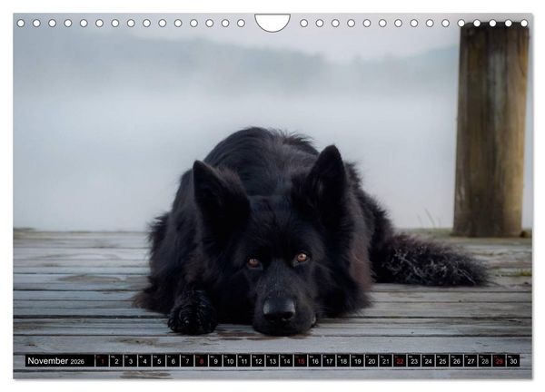 Produktbild: Schwarz ist sch&ouml;n! Der lackschwarze altdeutsche Sch&auml;ferhund (Wandkalender 2026 DIN A4 quer), CALVENDO Monatskalender